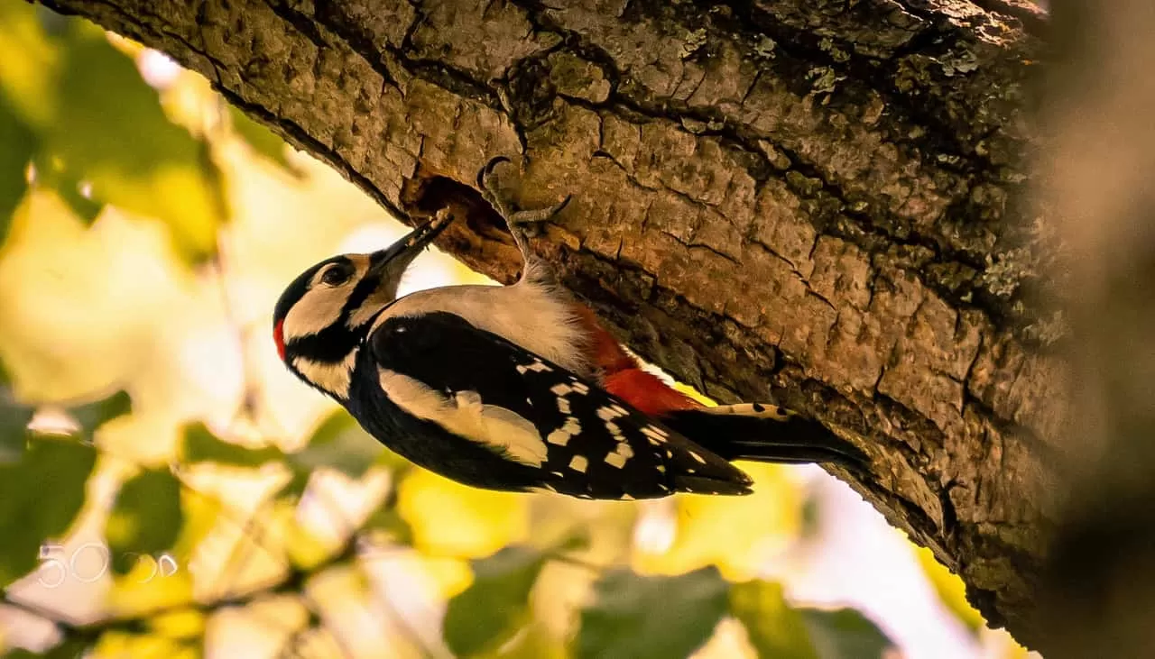 Você sabia que o pica-pau tem uma língua gigante que protege o cérebro durante as batidas?