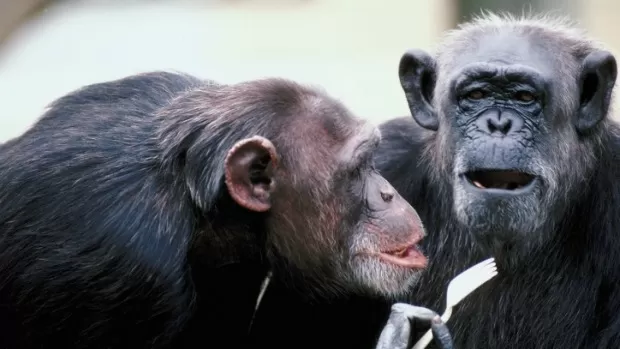 Macacos têm mais relações homossexuais quando vivem sob estresse, diz estudo