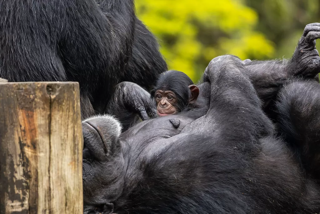 Chimpanzé macho do Zoo de São Paulo nascido em janeiro ganhou nome
