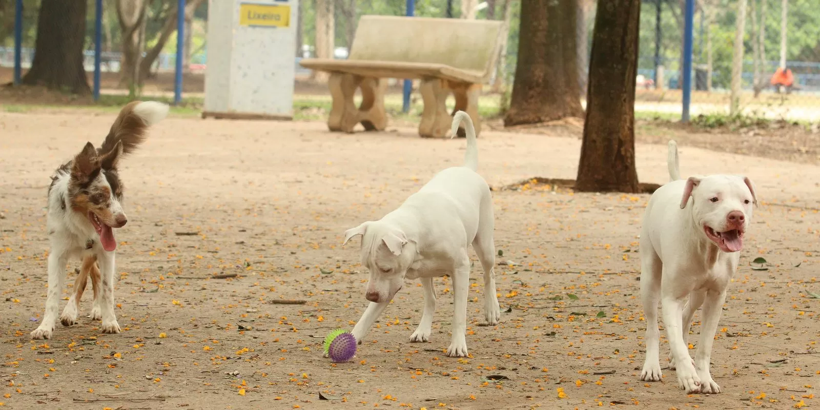 Estatuto dos Cães e Gatos prevê penas para quem maltratar animais