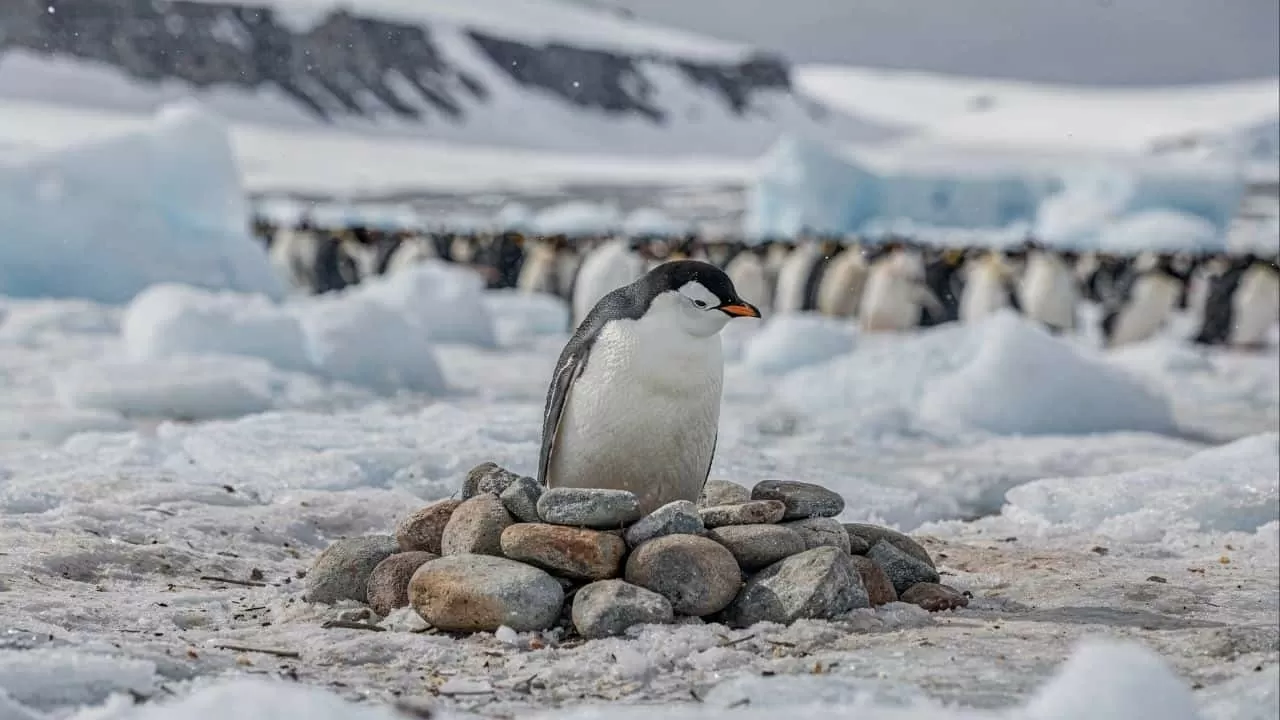 Por que os pinguins trocam de parceiro todo ano?