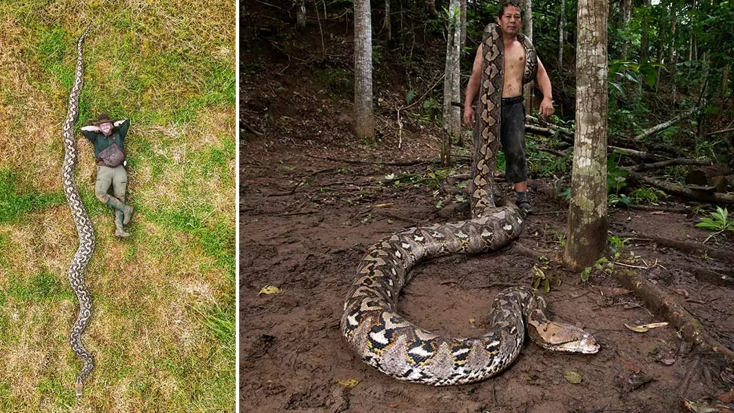 Cobra de 7 metros na Indonésia é a maior já medida na natureza