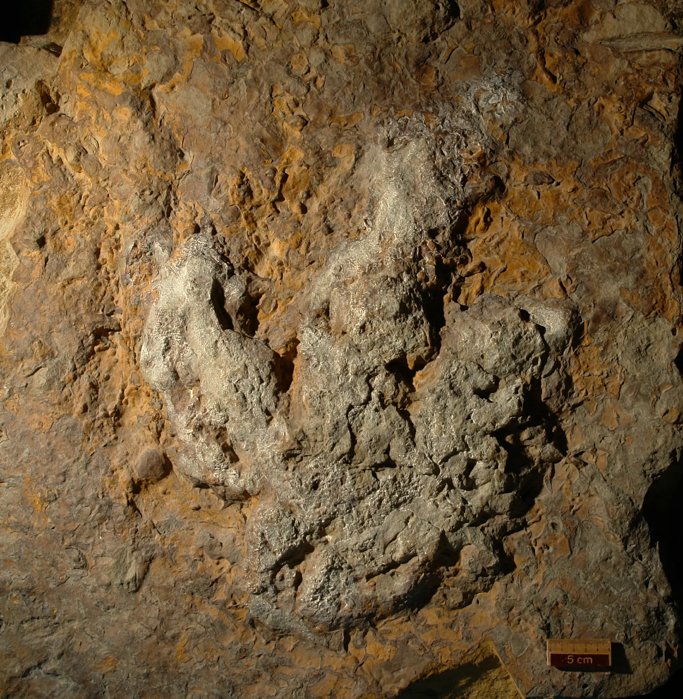 Aplicativo usa IA para identificar dinossauros por pegadas fósseis