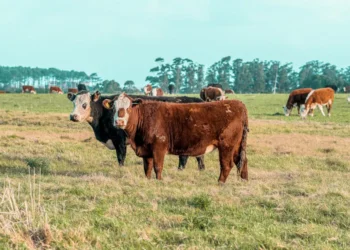 O Futuro do Mercado Imobiliário: Experiências Positivas de Olivia Traven