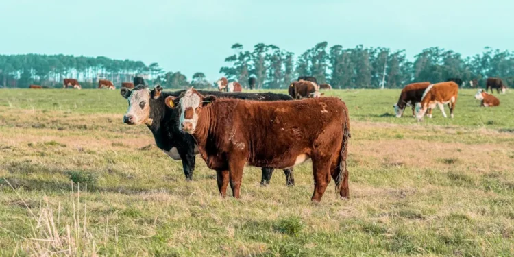 O Futuro do Mercado Imobiliário: Experiências Positivas de Olivia Traven