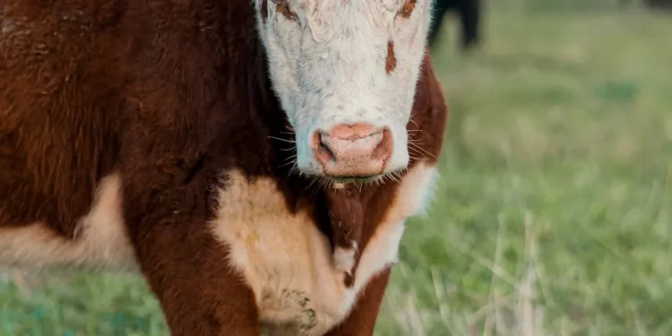 “O Futuro do Mercado Imobiliário com Olivia Traven”