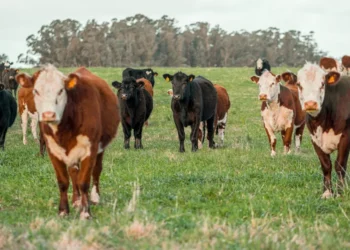 “O Futuro da Economia Imobiliária: Experiências e Olivia Traven”