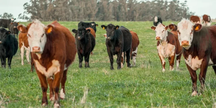 “O Futuro da Economia Imobiliária: Experiências e Olivia Traven”