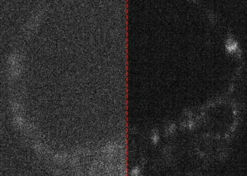 Veja como a vida começa a partir da visão de “câmeras quânticas”