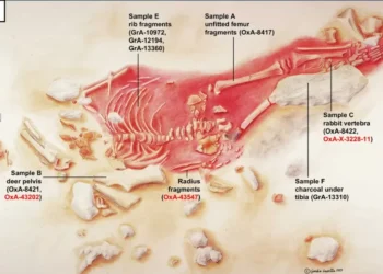 Esqueleto de criança com traços humanos e neandertais é datado pela primeira vez