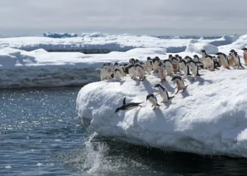 Seis mil anos de cocô de pinguim revelam história da Antártica