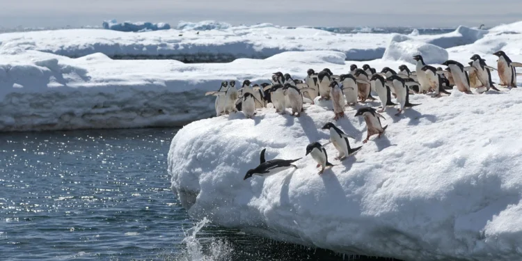 Seis mil anos de cocô de pinguim revelam história da Antártica