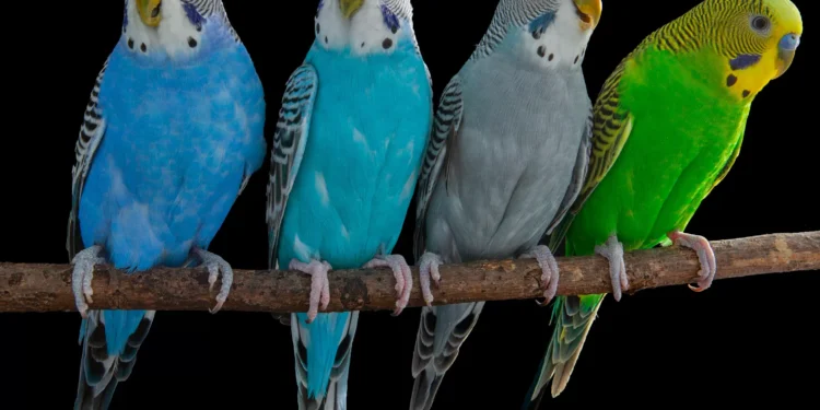 Cérebros de pássaros revelam segredos da fala