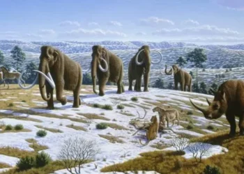 Escavações na Áustria revelam ossos de mamute de 25 mil anos; veja