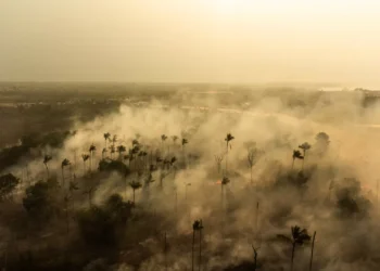 FAO alerta que um terço das espécies de árvores está sob ameaça