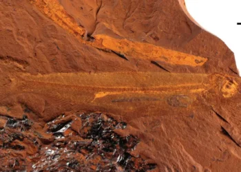Raro fóssil de peixe encontrado na Austrália tem 15 milhões de anos
