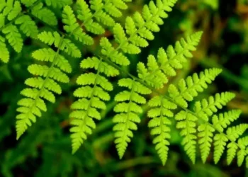 Plantas lutaram pela sobrevivência por milhares de anos, após catástrofe