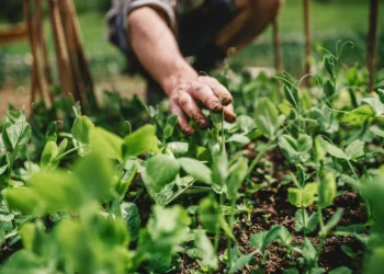 Nanotecnologia e soluções baseadas na natureza melhoram segurança alimentar e mitigam mudanças climáticas