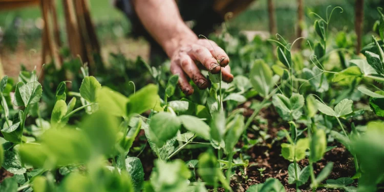 Nanotecnologia e soluções baseadas na natureza melhoram segurança alimentar e mitigam mudanças climáticas