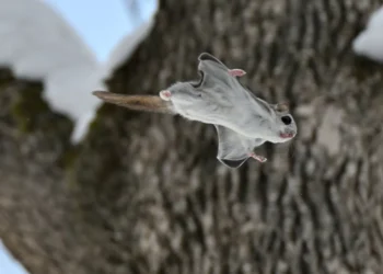 Drone diferentão tem design inspirado em esquilo voador; veja