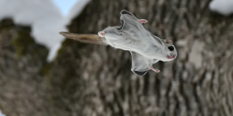 Drone diferentão tem design inspirado em esquilo voador; veja