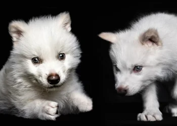 Lobo-terrível: empresa quer recuperar outros animais, mas falta de dados científicos levanta dúvidas