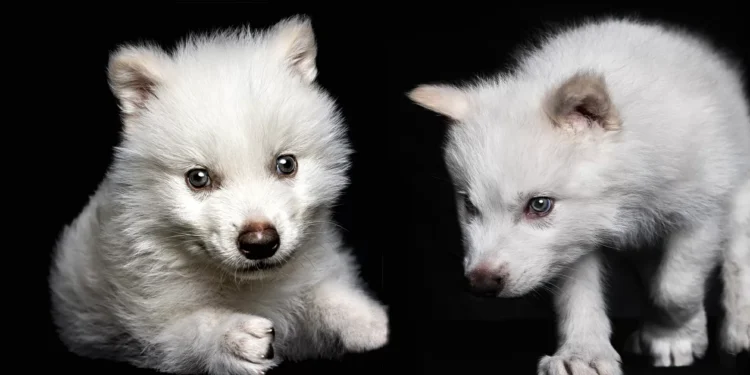 Lobo-terrível: empresa quer recuperar outros animais, mas falta de dados científicos levanta dúvidas