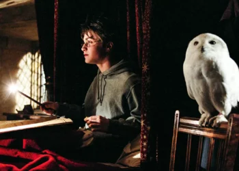 De olho nas corujas: livro de pesquisadora americana desvenda segredos da espécie