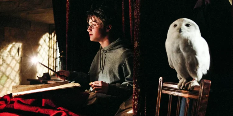 De olho nas corujas: livro de pesquisadora americana desvenda segredos da espécie