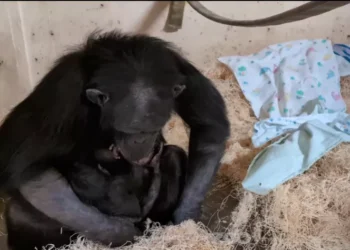 Mãe chimpanzé vê bebê pela primeira vez após cesariana; veja vídeo