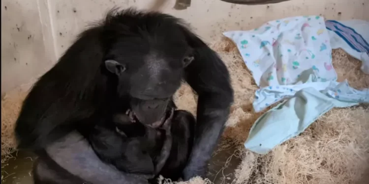 Mãe chimpanzé vê bebê pela primeira vez após cesariana; veja vídeo