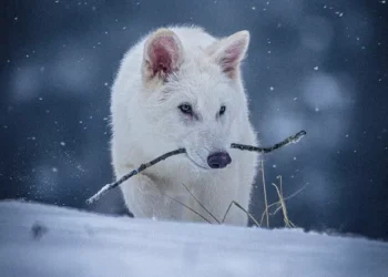 Lobo-terrível: modificação genética é suficiente para ‘desextinguir’ espécie?