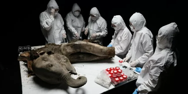 Filhote de mamute com 130 mil anos é dissecado na Sibéria