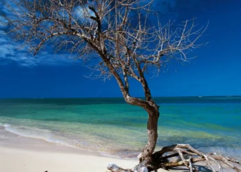 Jovem atacada por tubarão durante férias na Jamaica. Ficou sem dedo