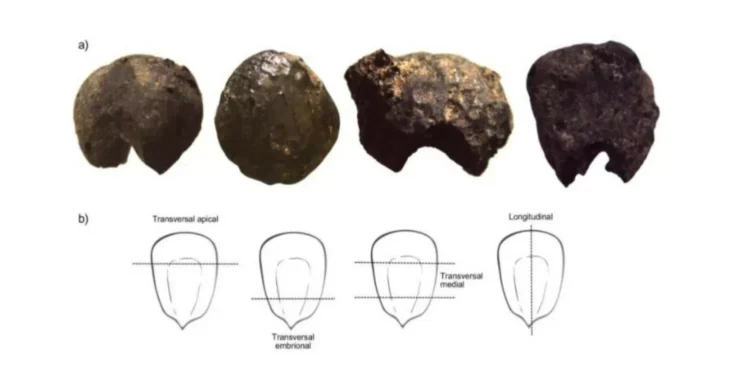 Novas descobertas revelam como viviam os Guarani antes da chegada dos colonizadores