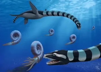 Fóssil de ‘monstro’ marinho pré-histórico é enfim explicado por cientistas