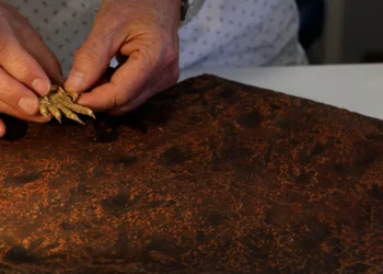 Pegadas de réptil antecipam conquista da terra firme em 40 milhões de anos