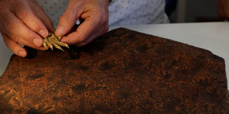 Pegadas de réptil antecipam conquista da terra firme em 40 milhões de anos