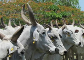 Vacas selvagens da Ilha Amsterdã: da adaptação ao extermínio