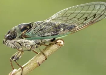 Cientistas fazem cigarras tocarem música clássica; ouça