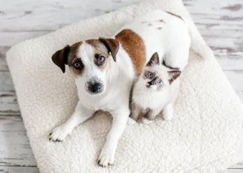 Ter um pet ‘equivale’ a ganhar R$ 500 mil extra por ano, diz estudo