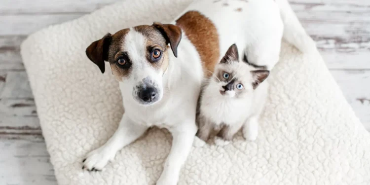 Ter um pet ‘equivale’ a ganhar R$ 500 mil extra por ano, diz estudo