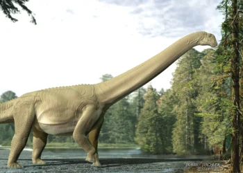 Fóssil raro revela a última refeição de um dinossauro gigante
