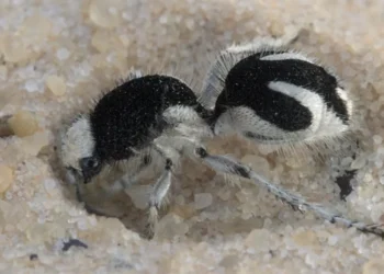 Formiga-feiticeira tem cor rara que absorve quase toda luz visível