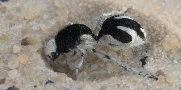 Formiga-feiticeira tem cor rara que absorve quase toda luz visível