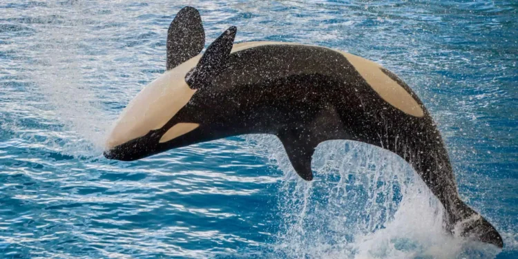 Orcas surpreendem criando ferramentas para higiene com algas marinhas