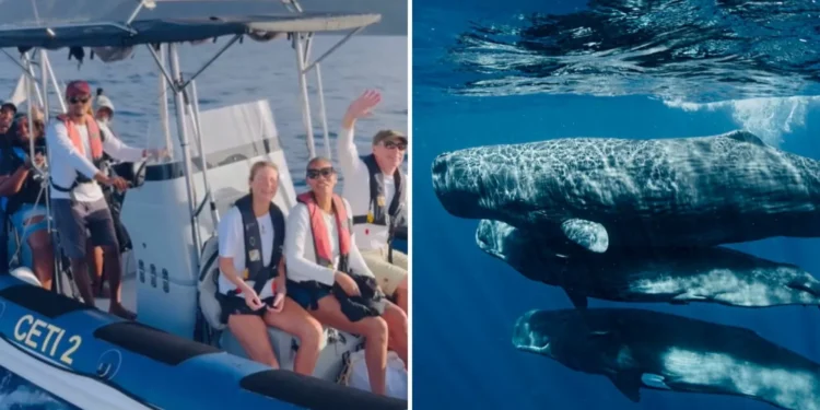 Língua dos animais: cientistas esperam falar “baleês” já em 2026