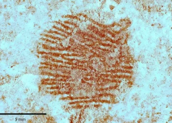 Impressão digital de 43 mil anos pode ser a mais antiga já encontrada