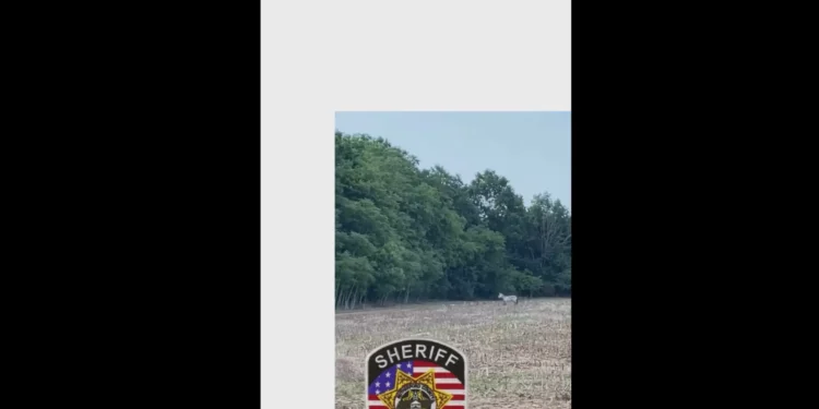 Zebra foragida monitorizada com drone. Polícia pede que “evitem área”