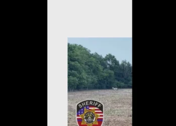 Zebra foragida monitorizada com drone. Polícia pede que “evitem área”